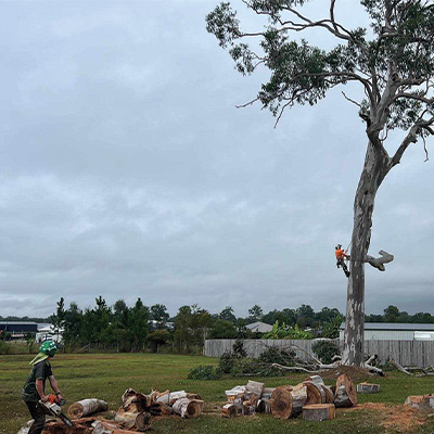 Prepare Your Trees for Storm Season