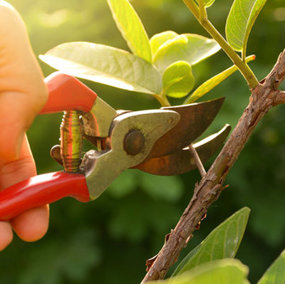 Right Time to Prune a Tree