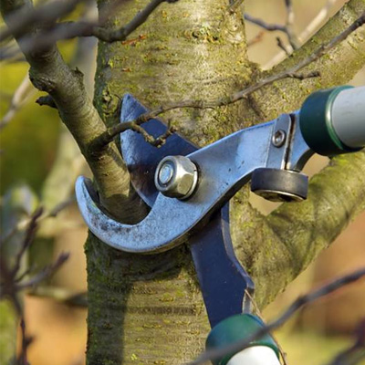 Right Time to Prune a Tree