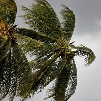 Springtime Tree Care
