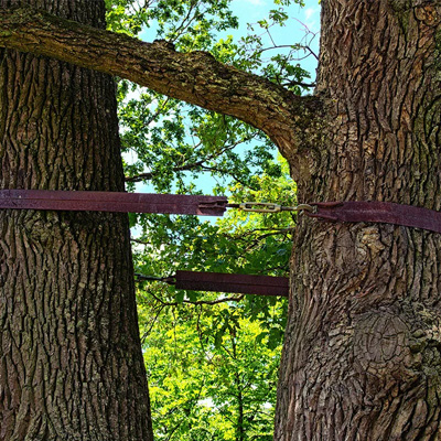 Springtime Tree Care