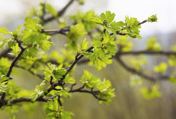 Springtime Tree Care