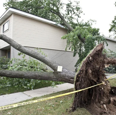Springtime Tree Care