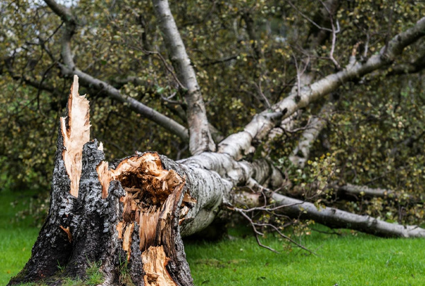 Storm Season Checklist