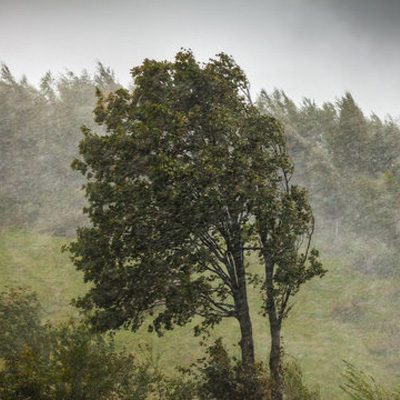 Trees and High Winds