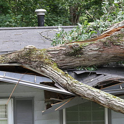 Trees and High Winds