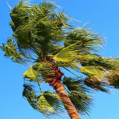 Trees and High Winds