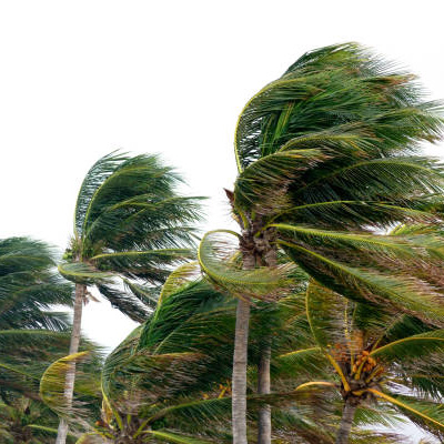 Trees and High Winds