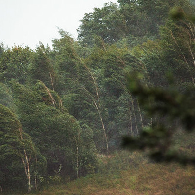 Trees and High Winds