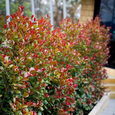 5 Trees to Plant in Spring in South East Queensland