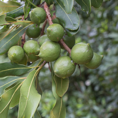 5 Trees to Plant in Spring in South East Queensland