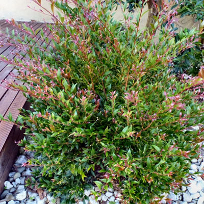 5 Trees to Plant in Spring in South East Queensland