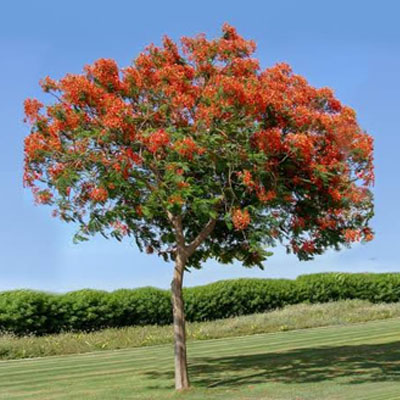 5 Trees to Plant in Spring in South East Queensland