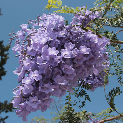 5 Trees to Plant in Spring in South East Queensland