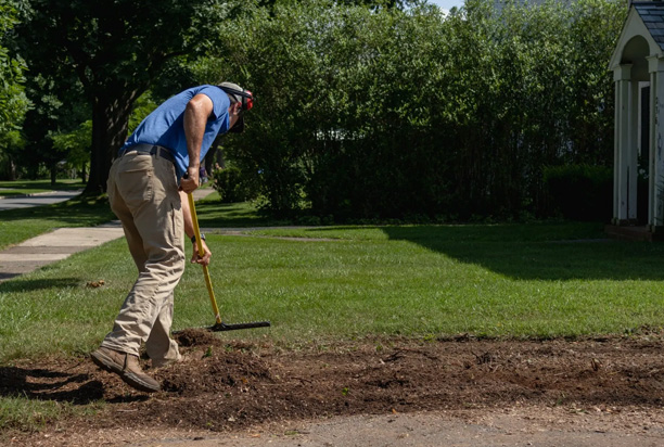 Changes to the Ground After Tree Removal