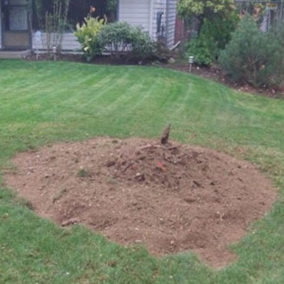 Changes to the Ground After Tree Removal