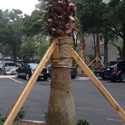 Preparing Your Palm Trees for Storm Season