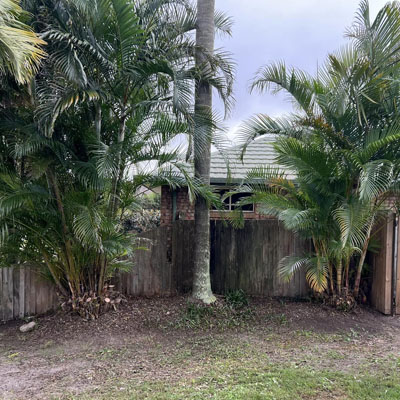 Preparing Your Palm Trees for Storm Season