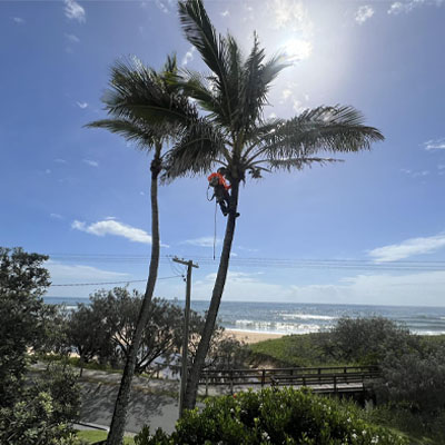 Preparing Your Palm Trees for Storm Season