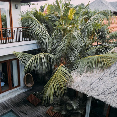 Preparing Your Palm Trees for Storm Season