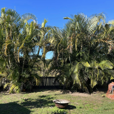 Best Time to Prune Your Palm Tree