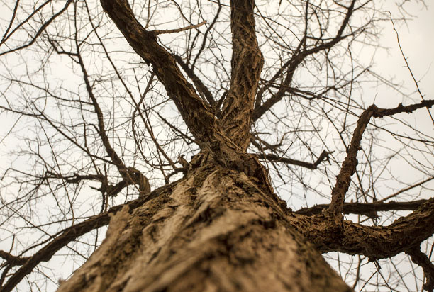 How Arborists Can Save a Dying Tree