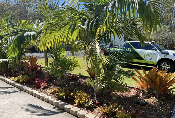 The Best Time to Prune Your Palm Tree