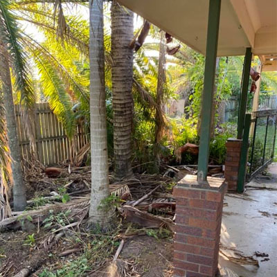 Tree Trimming: Enhancing Safety and Aesthetics for Your Trees