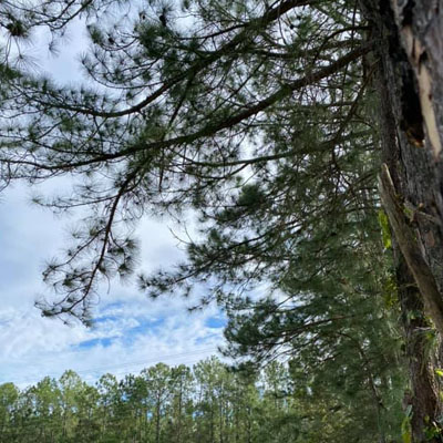 Tree Trimming: Enhancing Safety and Aesthetics for Your Trees