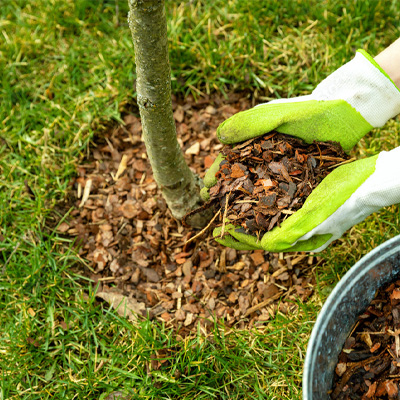 Protecting Your Trees from Extreme Heat