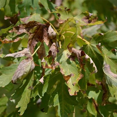 Protecting Your Trees from Extreme Heat: Tips from O'Brien's Tree Care