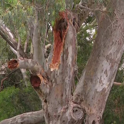 Protecting Your Trees from Extreme Heat: Tips from O'Brien's Tree Care