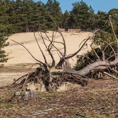 Protecting Your Trees from Extreme Heat: Tips from O'Brien's Tree Care