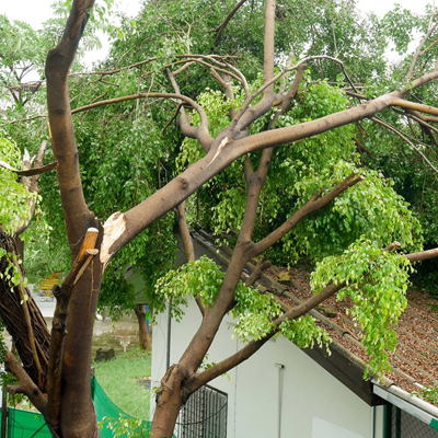 Safeguarding Your Property with Effective Tree Branch Removal