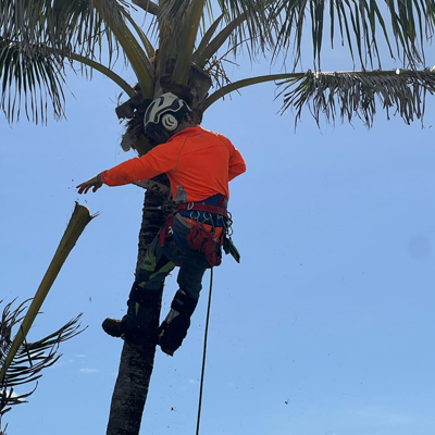 Safeguarding Your Property with Effective Tree Branch Removal