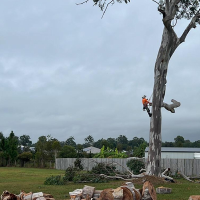 Safeguarding Your Property with Effective Tree Branch Removal