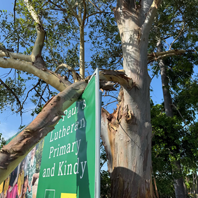 Safeguarding Your Property with Effective Tree Branch Removal