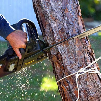 Tree Branch Removal