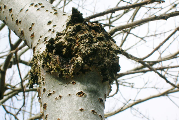Tree Fungus in South East Queensland