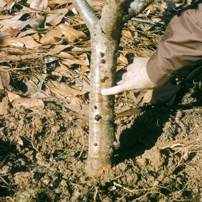 Tree Fungus in South East Queensland