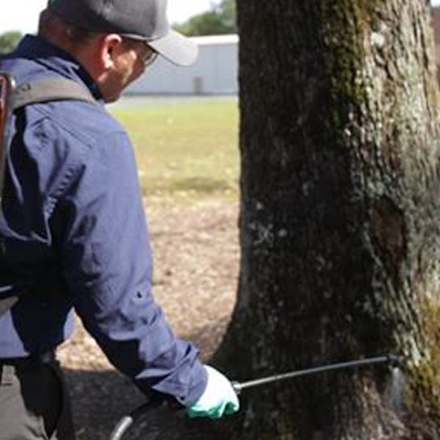 Tree Fungus in South East Queensland