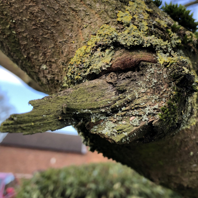 Tree Fungus in South East Queensland