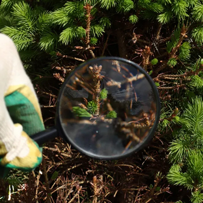 Tree Fungus in South East Queensland