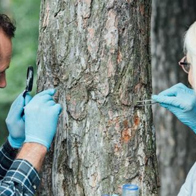 Tree Fungus in South East Queensland