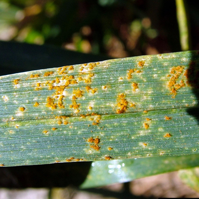 Tree Fungus in South East Queensland