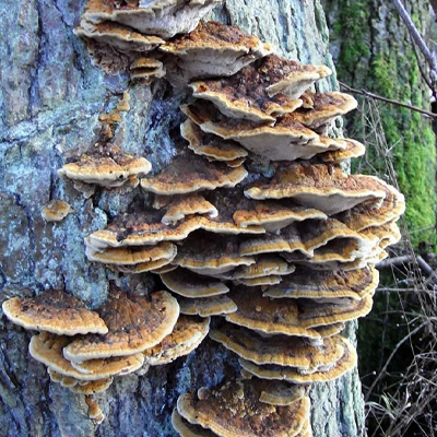 Tree Fungus in South East Queensland