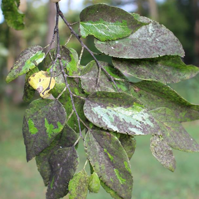Tree Fungus in South East Queensland