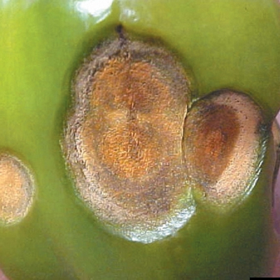 Tree Fungus in South East Queensland