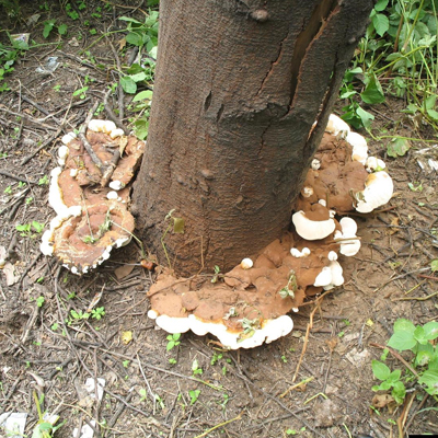 Tree Fungus in South East Queensland