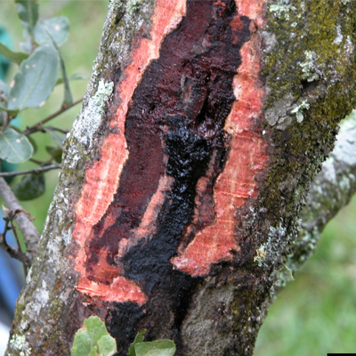 Tree Fungus in South East Queensland